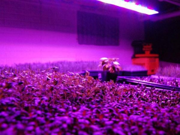 Slim-grower LED Grow Light