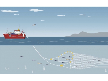 Large-Scale Trawling Fishery