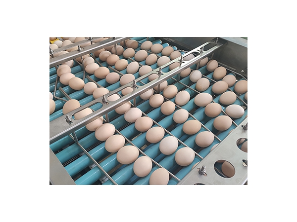 714 Egg Farm Packer | Egg Packaging Equipment | ZENYER | ETW International