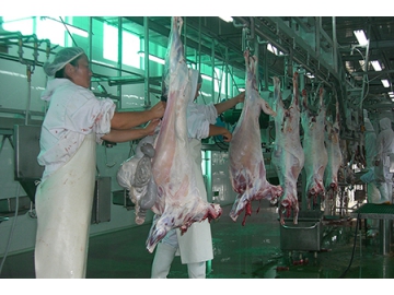 Carcass Processing Line