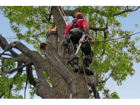 Arboriculture