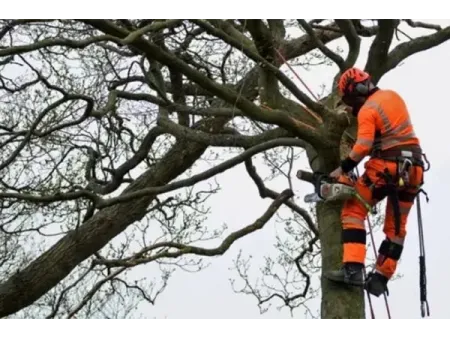 Arboriculture