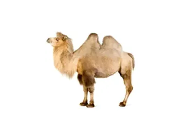 Camel Hyperbaric Oxygen Chamber