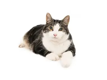 Feline Hyperbaric Oxygen Chamber