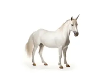 Equine Hyperbaric Oxygen Chamber